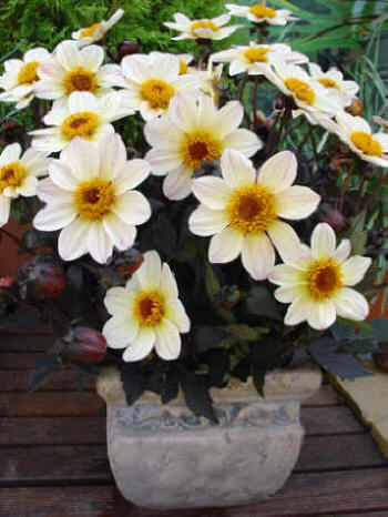 Happy Days Cream-white  Verwer Dahlias