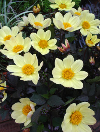 Happy Days Lemon  Verwer Dahlias