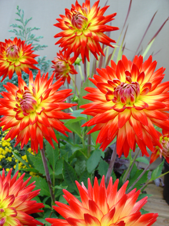 Karma Bon Bini  Verwer Dahlias