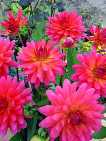 Karma Fuchsiana  Verwer Dahlias