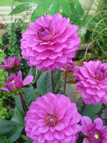 Karma Lagoon  Verwer Dahlias