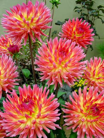 Karma Sangria  Verwer Dahlias