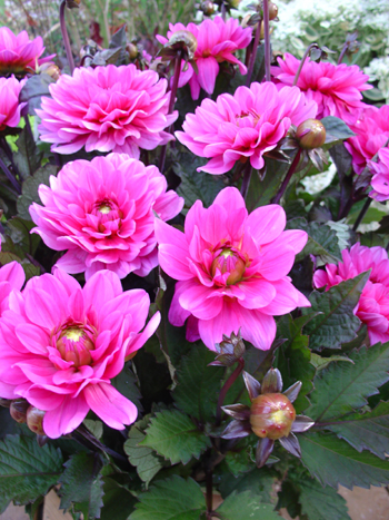 Melody Fanfare  Verwer Dahlias